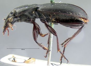 Media type: image;   Entomology 5612 Aspect: habitus lateral view